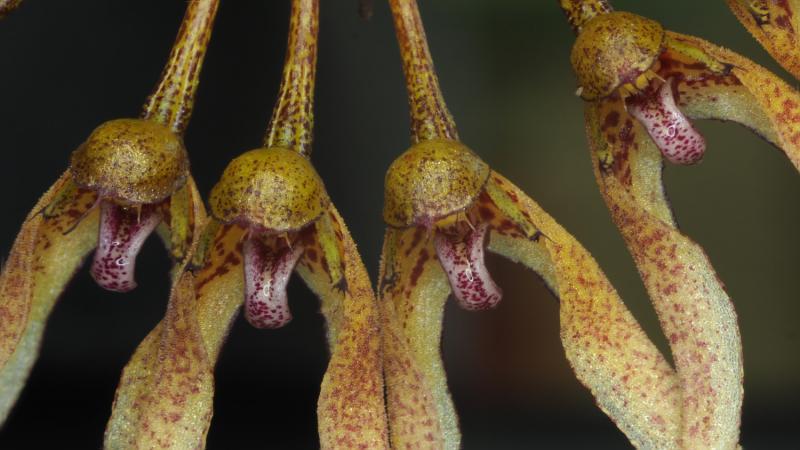 Bulb. dentiferum 1c.jpg