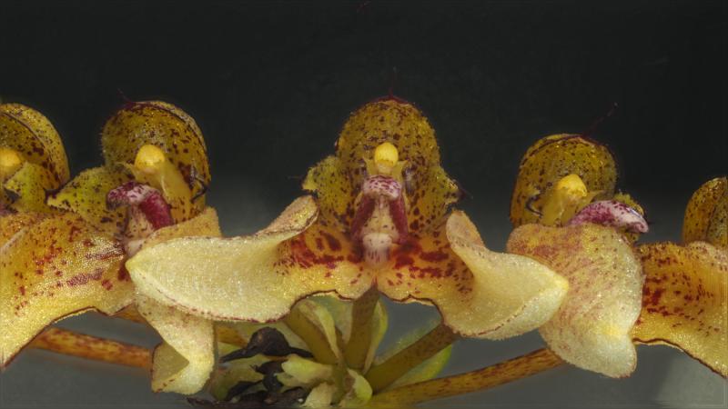 Bulb. dentiferum 1d.jpg