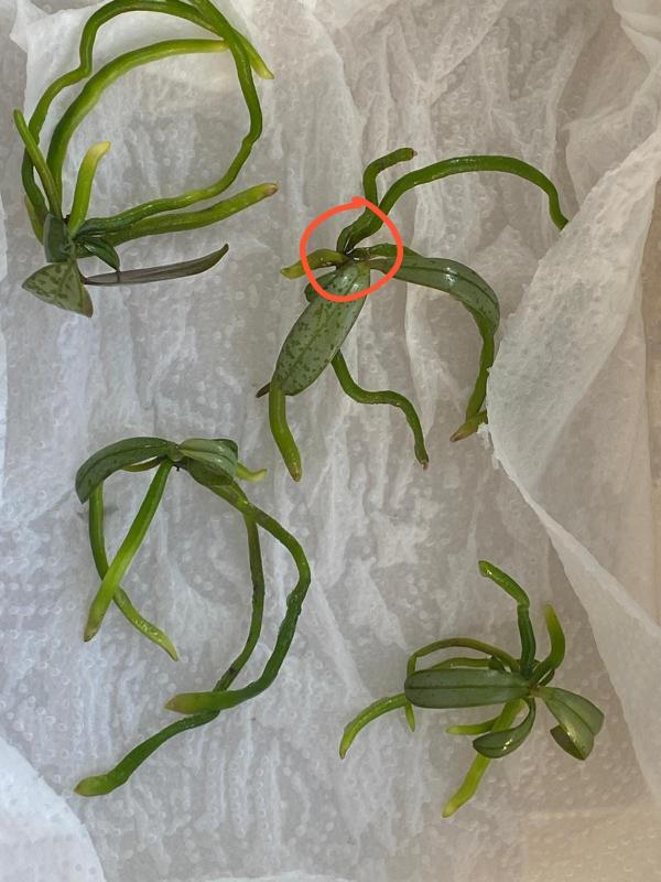 Phal Schilleriana deflasked 1.jpeg