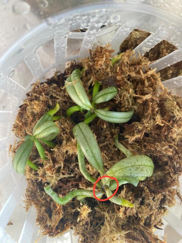 Phal Shilleriana in Moos.jpeg