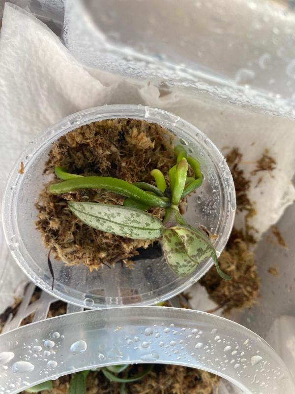 Phal Schilleriana klein.jpeg