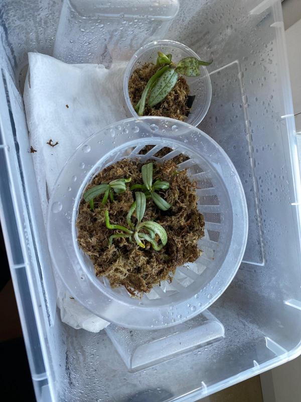 Phal Schilleriana in Moos und Box.jpeg