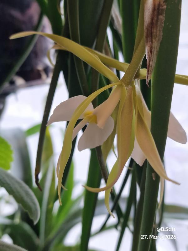 Orchidee Epidendrum parkinsonianum II (5).jpg