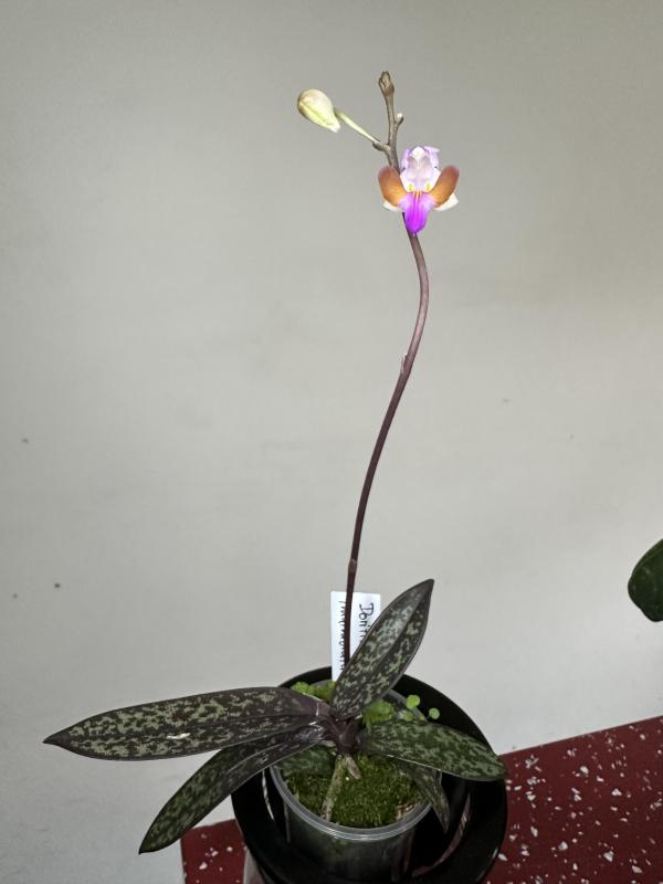 IMG_0378.jpeg