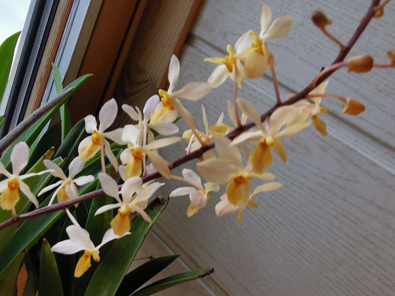 Hol.subulifolum x Vanda miniata.jpg