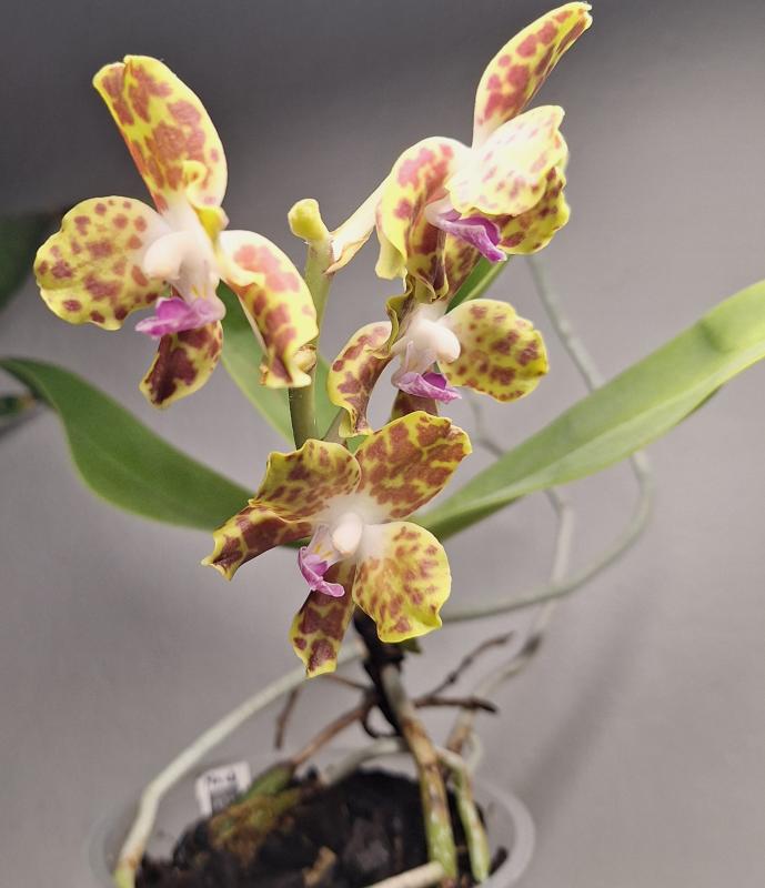 Hygrochilus parishii closer.jpg