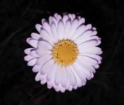 forum_message 