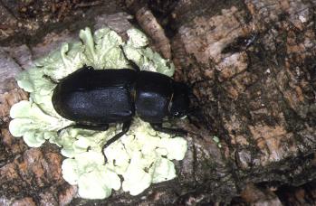 Lucanus cervus