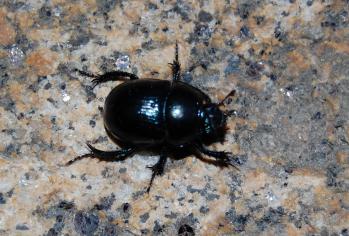 Geotrupes vernalis
