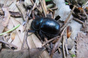Geotrupes vernalis