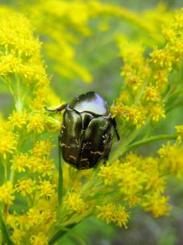  Cetonia aurata