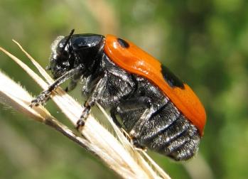 Clytra quadripunctata - Vierpunktiger Ameisen-Sackk&auml;fer