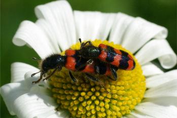 Trichodes apiarius