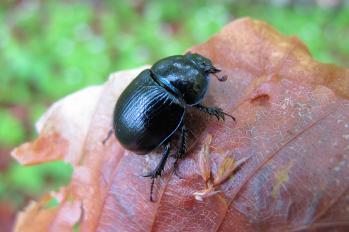 Geotrupes stercorarius