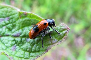 Clytra quadripunctata