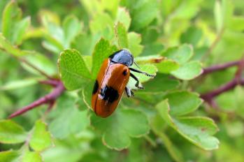 Clytra quadripunctata