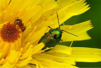Cryptocephalus sericeus
