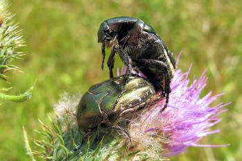 Cetonia aurata