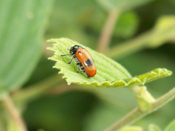 Clytra quadripunctata