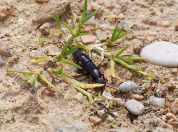Ocypus olens