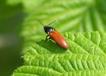 Ampedus sanguineus