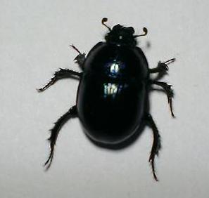 Geotrupes stercorarius