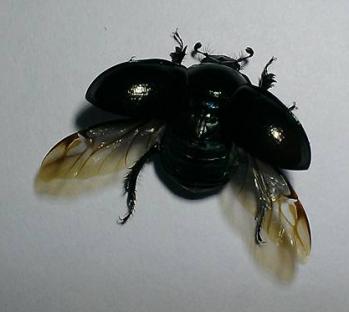 Geotrupes stercorarius offen
