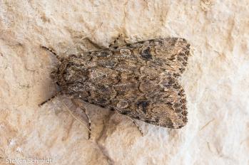Anarta trifolii