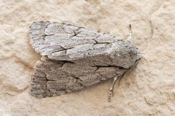 B: Acronicta tridens