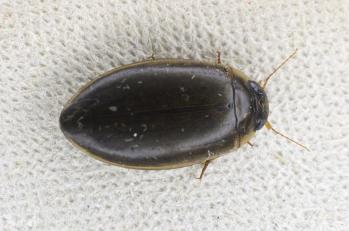 Ilybius fuliginosus 