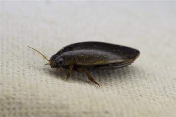 Ilybius fuliginosus 