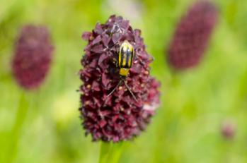 Chrysomelidae sp.