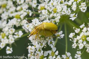 Cteniopus flavus