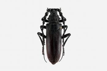 Cerambyx carinatus