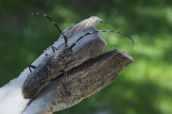 B/F: Agapanthia villosoviridescens