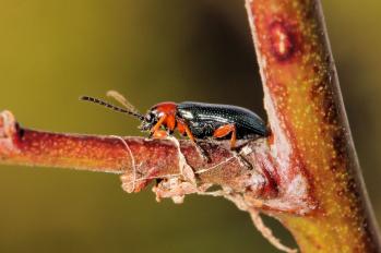 Oulema melanopus