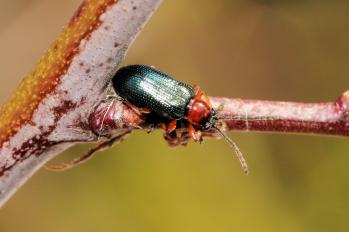 Oulema melanopus