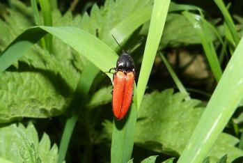 Ampedus sanguineus