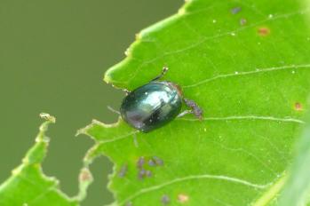 B: Agelastica alni