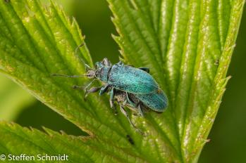 Phyllobius pomaceus