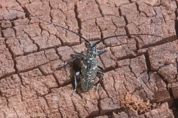 Monochamus sutor