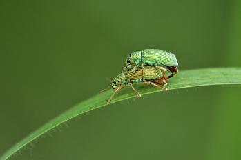 Polydrusus sp.
