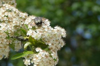 Cetonia aurata
