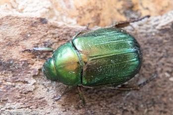 Mimela aurata
