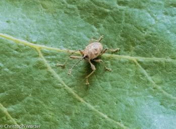 Curculio glandium