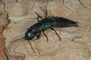 Ocypus olens
