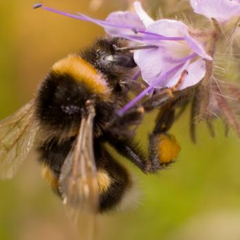 Bombus terrestris Komplex