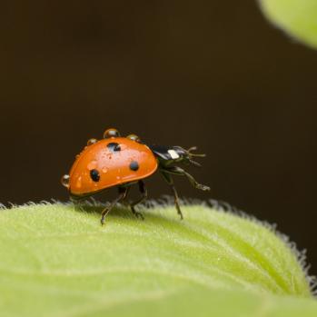 Coccinellidae