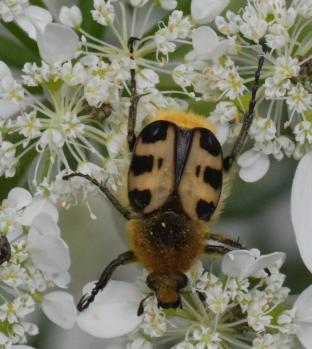 Geb&auml;nderter Pinselk&auml;fer_Trichius fasciatus_2024-05-25