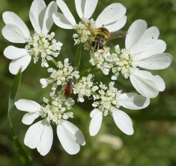 Totenkopfschwebfliege_Myathropa florea & N.N._2024-06-09_01